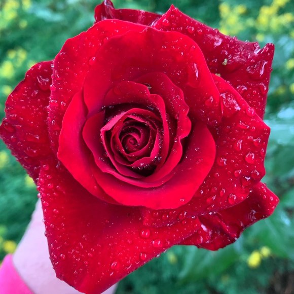 pam_lonero